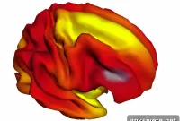 How Family Income and Education Impact Child Brain Development