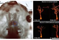 Fish Oil Fatty Acid Deficiency Impairs Early Brain Development