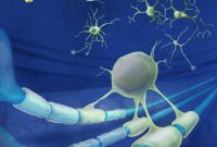 Neural Stem Cell-Activating Drugs May Reverse Multiple Sclerosis