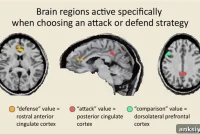 Cingulate Cortex Regions Encode Defensive vs Offensive Strategies