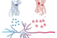 New Chemogenetic Switch Controls Mouse Behavior
