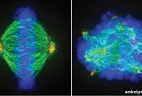 Three Drug Classes Synergize to Treat Glioblastoma