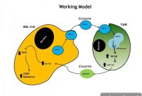 Tumor Microenvironment Drives Drug Resistance in Neuroblastoma