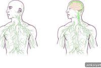 New Study Uncovers Missing Link Between Brain and Immune System