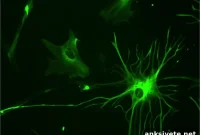 How Astrocytes Control Brain Blood Flow and Pressure