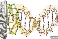 Genetic Basis of Synchronized Activity in Distant Brain Regions