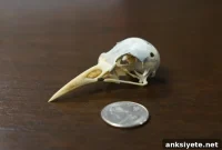 Understanding Bird Brains: Why Birds Challenge Their Owners