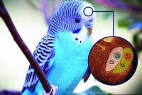 Why Parrots Mimic Speech: The Science of Vocal Imitation
