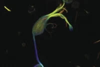 Microtubules Power Visual Processing in Retinal Neurons