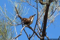 How Babbler Bird Calls Reveal Origins of Language