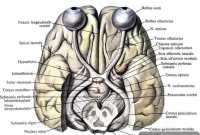 How the Visual Cortex Shifts Modes During Learning