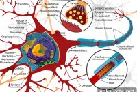 New Mechanism Reveals How Neurons Store Memories