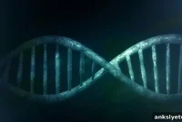 Study Finds Potential Cause of Autism and Intellectual Disability