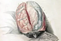 Why a Good Night’s Sleep Improves Memory Recall