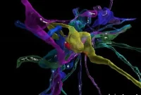Touring the Brain: A Visual Guide to How the Mind Works
