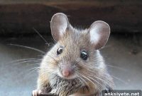 Circadian Rhythm Alters Gut Microbiome Abundance in Mice