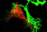 Mapping Neural Circuits Behind Mate Choice in Fruit Flies
