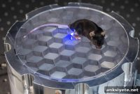 Wireless Implant Optogenetic Device Stimulates Nerve Activity in Mice