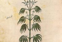 How Nicotine Alters Marijuana’s Effects on the Brain