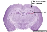 Scientists Identify Brain Region That Encodes New Memories