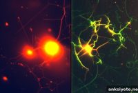 Engineered Polymer Nanotube Network Mimics Neurons