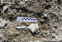 Fossil Skull Reveals How Penguin Brains Evolved