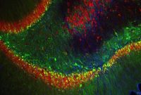 Brain Protein Discovery Sparks New Depression Treatments