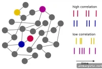 Mini Brain Models Misrepresent Neuron Connectivity Strength