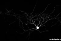 Dynamic Neuron Tuning for Neural Networks