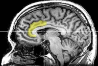 Fitness Linked to Stronger Executive Function in Older Adults