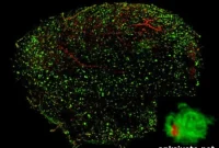 X-Ray Imaging Reveals Transparent Brains for Research