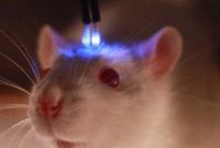 Improve Memory with Light Stimulation of the Brain