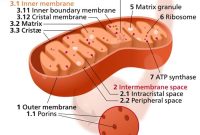 How Mitochondria Shape Immune Responses