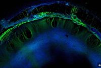 How Stem Cell-Derived Brain Organoids Predict Neurotoxicity
