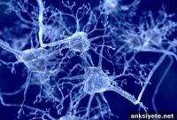 Scientists Unveil Method to Target Neurons in Parkinson’s Disease
