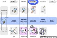 How Sleep Strengthens Long-Term Immune Memory