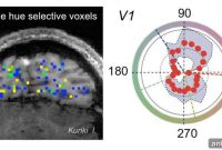 Scientists Find Brain Neurons That Detect Intermediate Colors