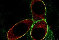 How New Antidepressants Work: Mechanisms and Insights
