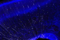 How Diverse Mutations Map Neuronal Lineages