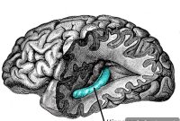 How the Brain’s Memory Switch Controls Recall