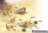 How Alzheimer’s Protein Tangles Spread Through the Brain