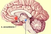 Oxytocin Boosts Social Pleasure by Raising Bliss Molecule Levels