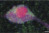 How Insulin Controls Dopamine and Brain Reward