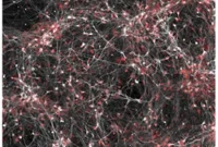 Brain Cells Predict Bipolar Patients’ Response to Lithium