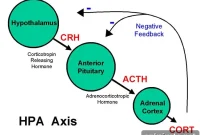 Overactive Stress Response May Drive Hypersexual Disorder