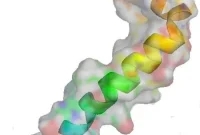 New Function Discovered for Protein Linked to Alzheimer’s