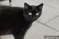 Why Superstitions Persist: The Science Behind Belief