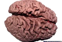 Can Modulating Stress Circuits Prevent Alzheimer’s Disease?