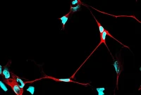The Master Switch That Controls Brain Development