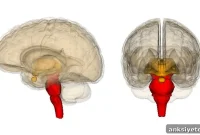 Stop Neurons: How the Brain Stops You Mid-Walk